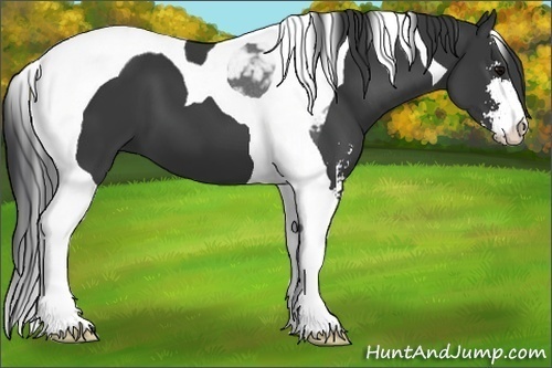 Horse Color:Black Sabino Tobiano 