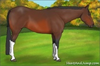 Horse Color:Bay 