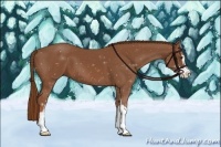 Horse Color:Chestnut Sabino