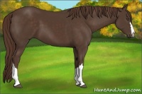 Horse Color:Liver Chestnut 