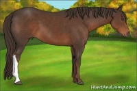 Horse Color:Liver Chestnut 