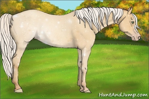 Horse Color:Silver Amber Cream Champagne 