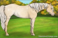 Horse Color:Silver Amber Cream Champagne 