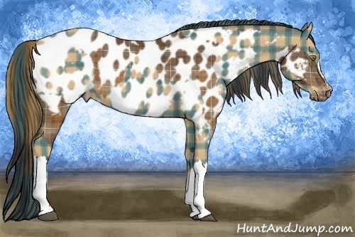 Horse Color:Plaid  Buckskin Near Leopard  and Plaid  Buckskin Near Leopard 
