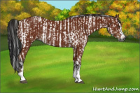Horse Color:Gray Bay Sabino Rabicano  and Gray Bay Sabino Rabicano 