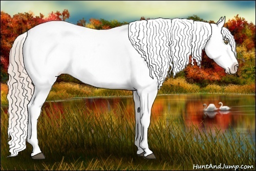 Horse Color:Palomino Appaloosa  and Palomino Splash Appaloosa 