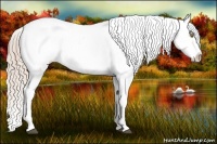 Horse Color:Palomino Appaloosa and Palomino Splash Appaloosa