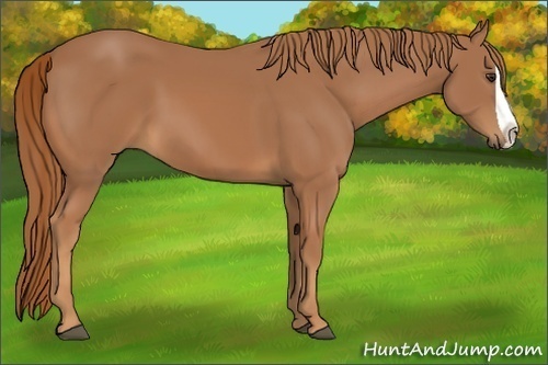 Horse Color:Chestnut Splash 