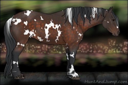 Horse Color:White Spotted Brown 