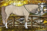 Horse Color:Chocolate Palomino Roan Dun Splash