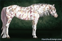 Horse Color:Plaid Buckskin Appaloosa and Plaid Sable Cream Champagne Appaloosa