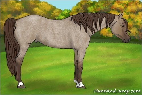 Horse Color:Liver Red Dun Roan 
