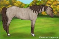 Horse Color:Liver Red Dun Roan 