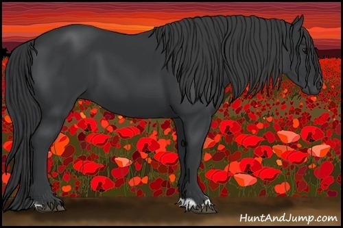 Horse Color:Black  and Black 