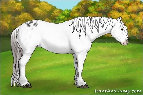 Horse Color:Black Varnish Rabicano 