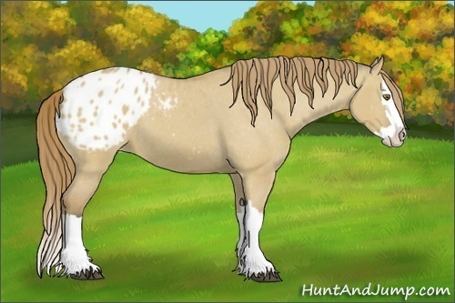 Horse Color:Buckskin Dun Splash Varnish