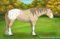 Horse Color:Buckskin Dun Splash Appaloosa