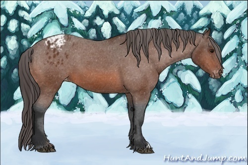 Horse Color:Bay Appaloosa 