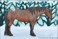 Horse Color:Bay Appaloosa 