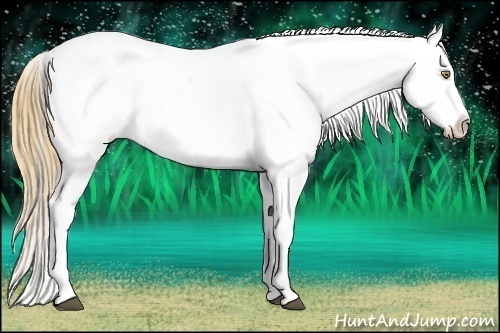 Horse Color:Palomino Appaloosa  and Buckskin Appaloosa 