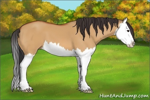 Horse Color:Bay Dun Splash 
