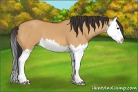 Horse Color:Bay Dun Splash 