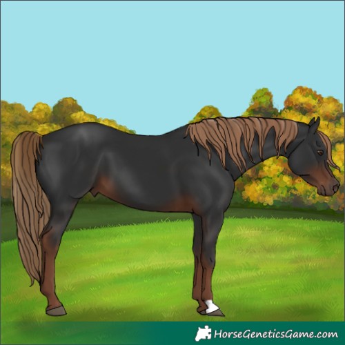 Horse Color:Liver Chestnut 
