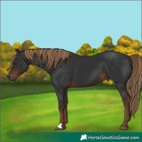 Horse Color:Liver Chestnut 