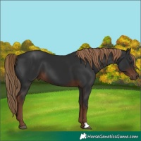 Horse Color:Liver Chestnut 