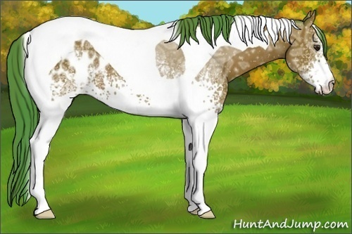 Horse Color:Watercolor White Spotted Bay Ice Tobiano Appaloosa