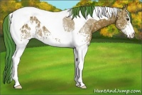 Horse Color:Watercolor White Spotted Bay Ice Tobiano Appaloosa 