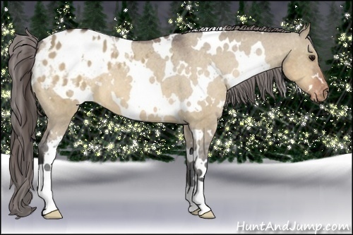 Horse Color:White Spotted Bay Dun Appaloosa