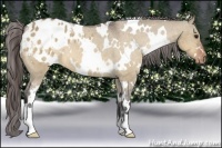 Horse Color:White Spotted Brown Dun Varnish 