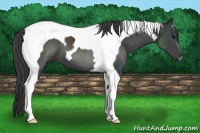Horse Color:Black Tobiano 