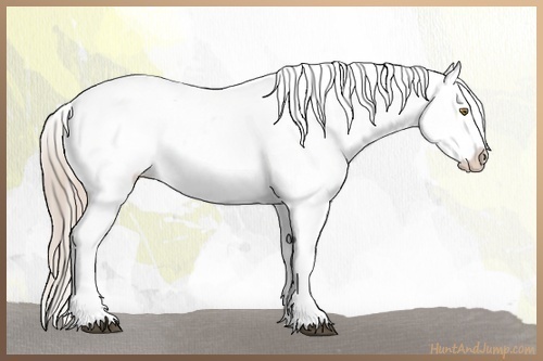 Horse Color:Palomino Appaloosa  and Palomino Appaloosa 