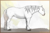 Horse Color:Palomino Appaloosa  and Palomino Appaloosa 