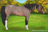 Horse Color:Bay Roan 