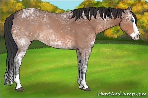 Horse Color:Bay Ice Splash 