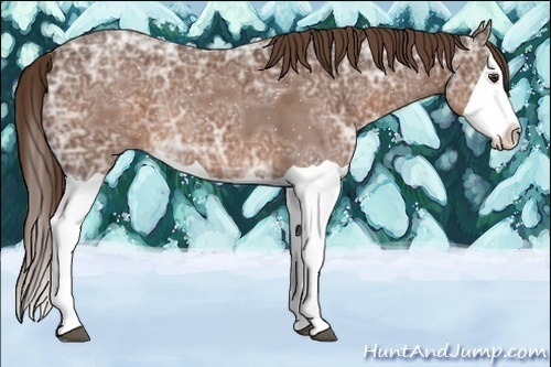 Horse Color:Liver Chestnut Ice Splash