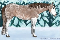 Horse Color:Liver Chestnut Ice Splash 