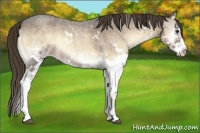 Horse Color:White Spotted Liver Red Onyx Roan Splash