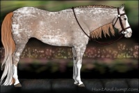 Horse Color:Liver Chestnut Ice Splash 
