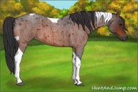 Horse Color:Bay Roan Tobiano