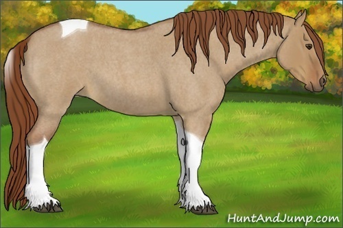 Horse Color:Red Dun Roan Tobiano 
