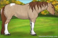 Horse Color:Red Dun Roan Tobiano