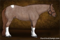 Horse Color:Red Roan Tobiano 