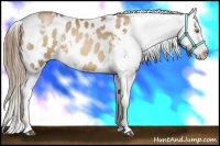 Horse Color:White Spotted Liver Chestnut Pearl Appaloosa 