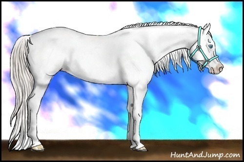 Horse Color:White Spotted Chocolate Palomino Pearl Appaloosa 