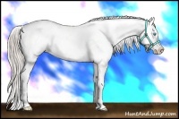 Horse Color:White Spotted Chocolate Palomino Pearl Appaloosa 