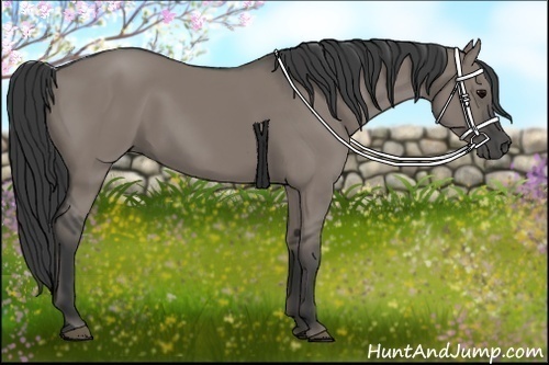 Horse Color:Grullo Rabicano 